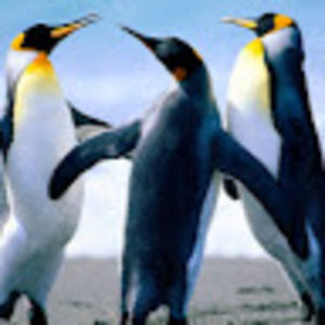 Meet your Posher, Huy